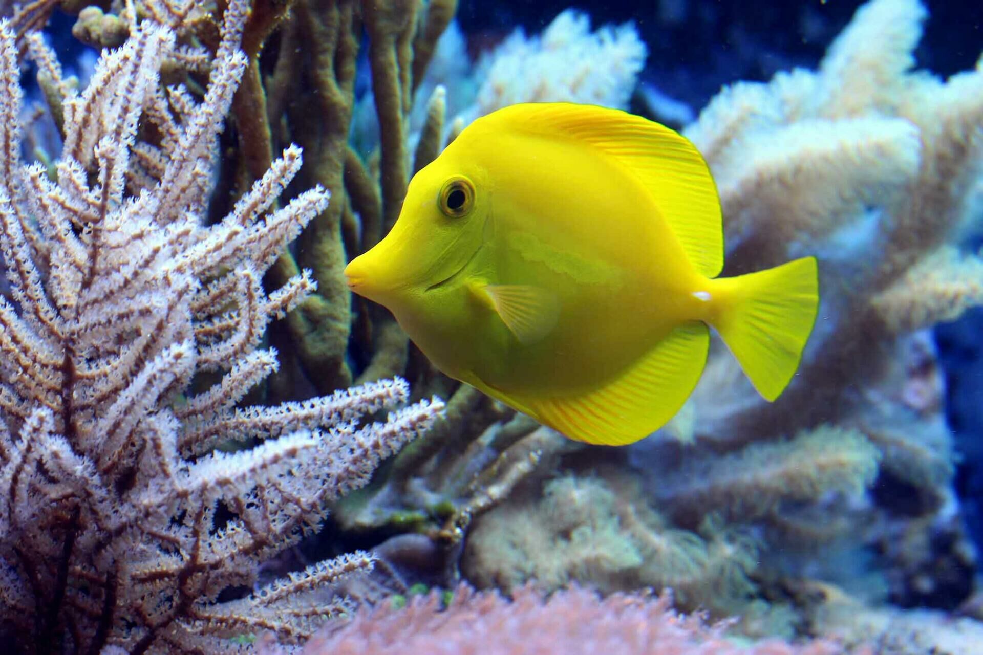 Imagem do Yellow Tang